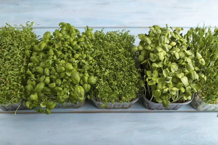 Framed Print : Set of Boxes with Microgreens Print Framed Print : Set of Boxes with Microgreens Print