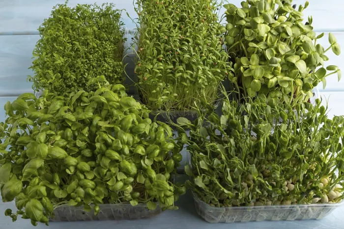 Framed Print : Set of Boxes with Microgreens Print Framed Print : Set of Boxes with Microgreens Print