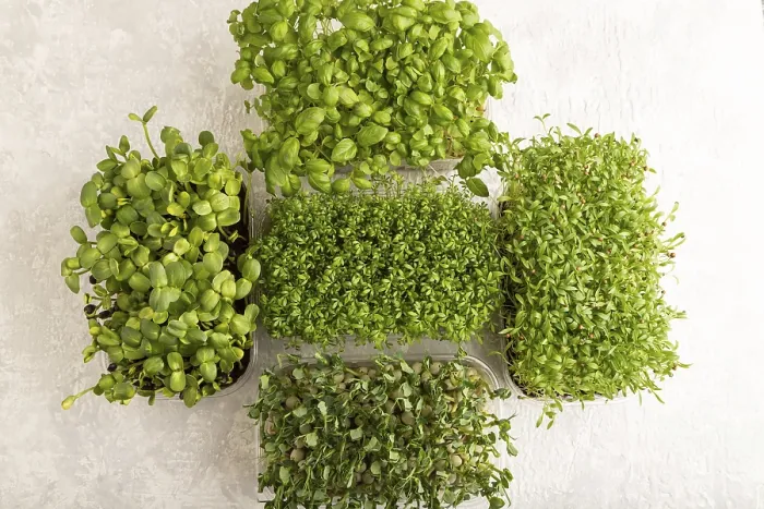 Framed Print : Microgreens Print: Fresh Herbs and Greens Flat Lay Framed Print : Microgreens Print: Fresh Herbs and Greens Flat Lay