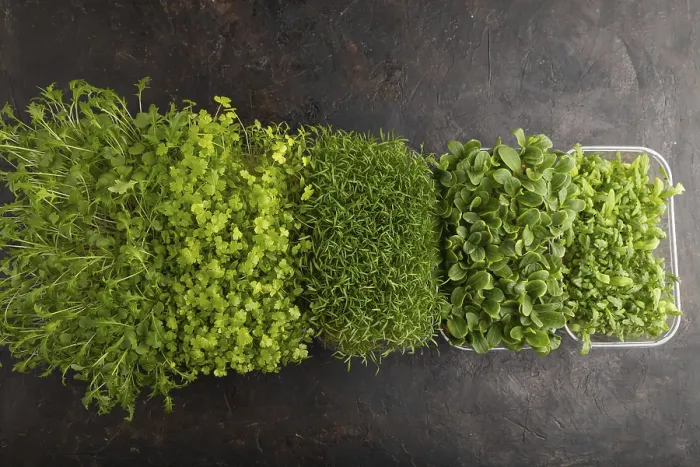 Framed Print : Microgreens Print - Fresh Greens Flat Lay Framed Print : Microgreens Print - Fresh Greens Flat Lay
