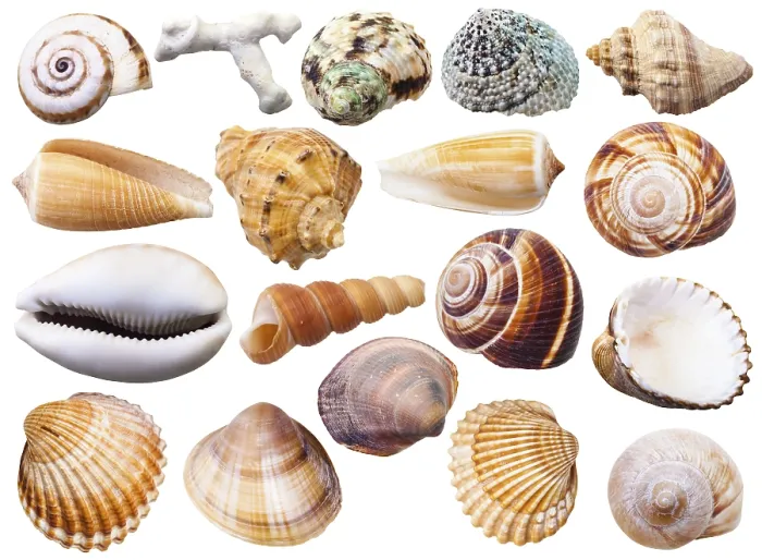 Framed Print : Set of Various Mollusc Shells Print Framed Print : Set of Various Mollusc Shells Print