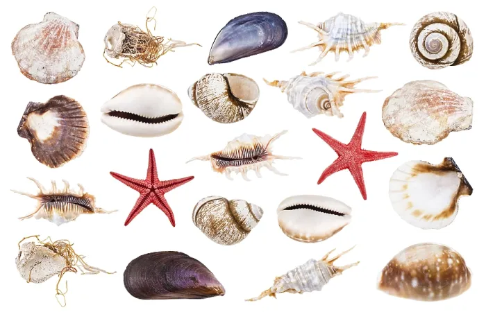 Framed Print : Set of Various Seashells Print Against White Background Framed Print : Set of Various Seashells Print Against White Background