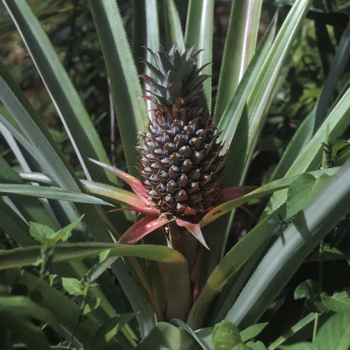 Framed Print : Seychelles Print: Pineapple Flora Framed Print : Seychelles Print: Pineapple Flora