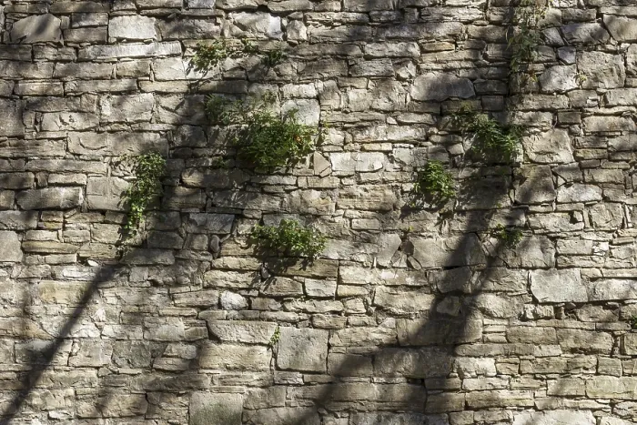 Framed Print : The Shadows of Trees Dancing on the Wall Print