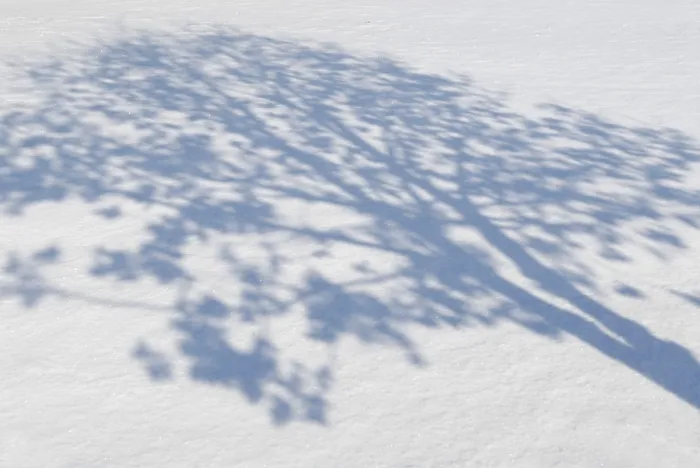 Framed Print : Shadows of Trees on Snow Print Framed Print : Shadows of Trees on Snow Print