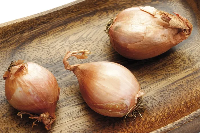 Framed Print : Shallots (Allium ascalonium) Print Framed Print : Shallots (Allium ascalonium) Print