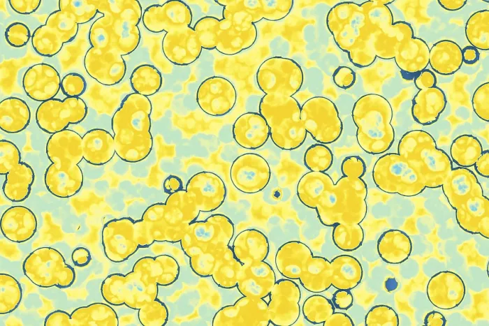Framed Print : Bacterial Cell Shapes Print: Cocci, Bacilli, Spirilla Framed Print : Bacterial Cell Shapes Print: Cocci, Bacilli, Spirilla