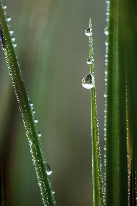Framed Print : Sharp Blade of Grass Print with Dew Drops, Germany Framed Print : Sharp Blade of Grass Print with Dew Drops, Germany