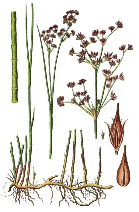 Framed Print : Sharp-flowered rush Print, 1876 Chromolithograph
