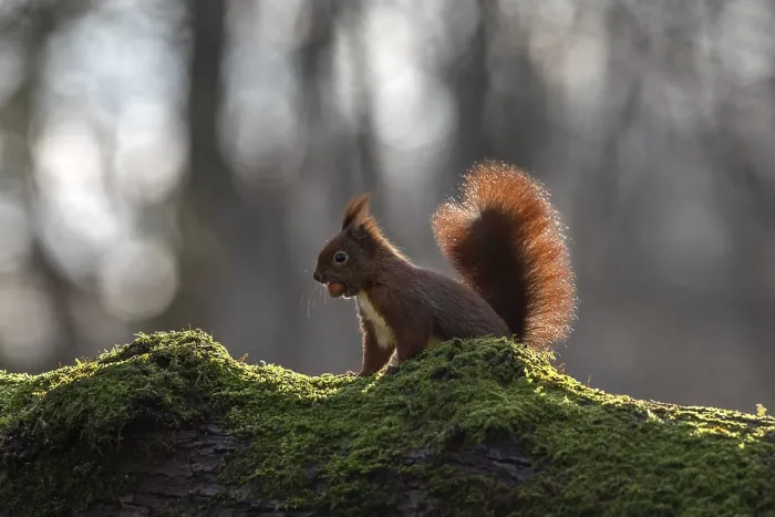 Framed Print : The Sharp Gnawing Teeth of the Squirrel Print