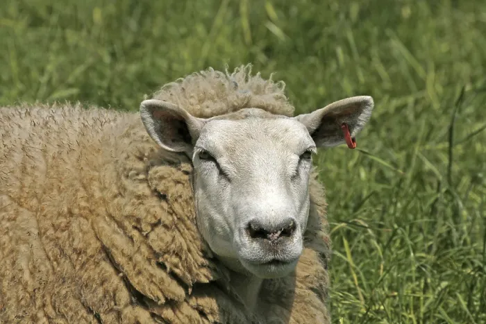 Framed Print : Sheep Print by ImageBROKER Framed Print : Sheep Print by ImageBROKER