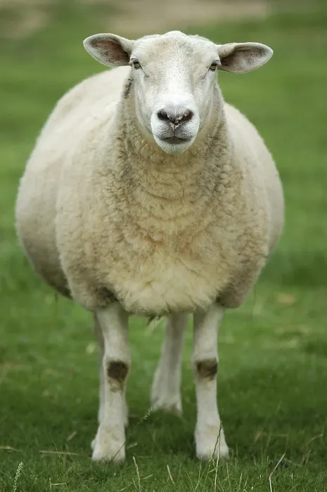 Framed Print : Sheep Print by ImageBROKER Framed Print : Sheep Print by ImageBROKER