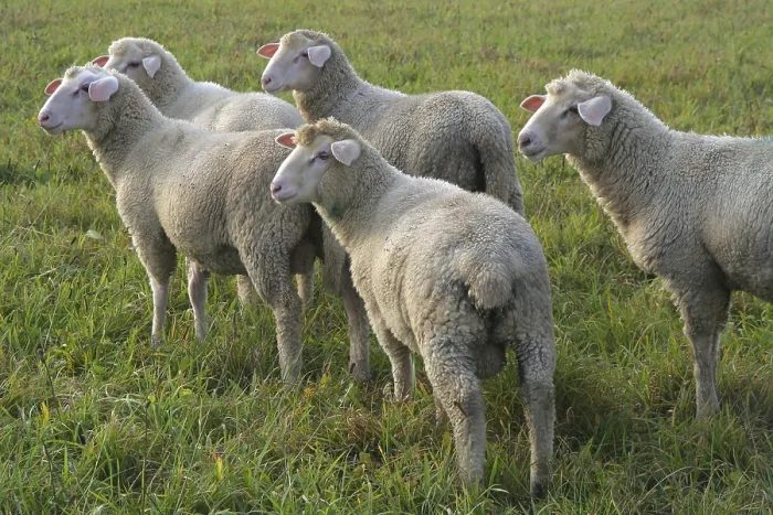 Framed Print : Sheep Print by imageBROKER Framed Print : Sheep Print by imageBROKER