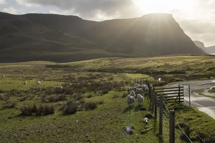 Framed Print : Sheep in the Backlight Print, Isle of Skye, Great Britain Framed Print : Sheep in the Backlight Print, Isle of Skye, Great Britain
