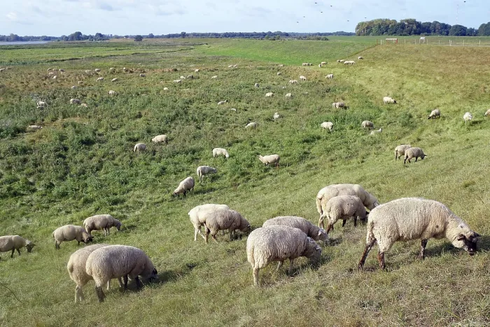Framed Print : Sheep on the dike, Lenzen, Germany Print Framed Print : Sheep on the dike, Lenzen, Germany Print