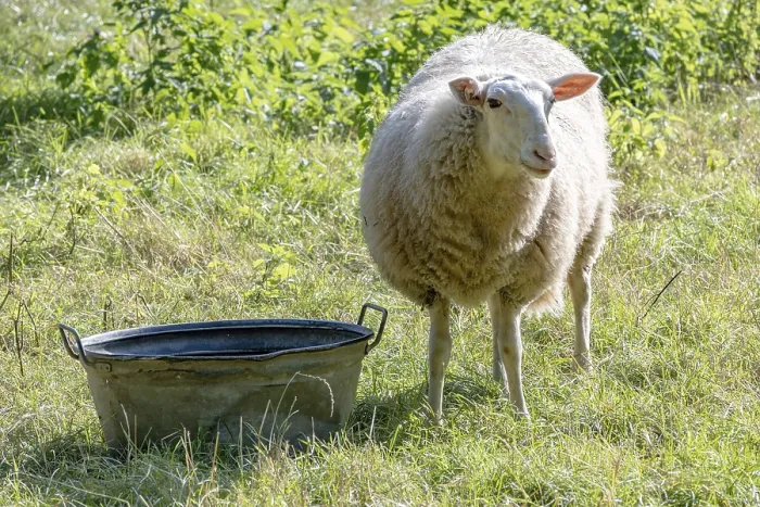 Framed Print : Sheep on dike eats grass Print