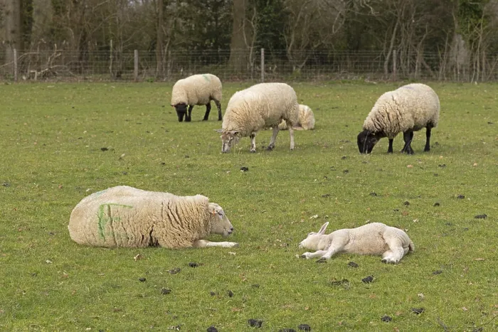 Framed Print : Sheep, Ewe and Lamb Print in Cotswolds Pasture Framed Print : Sheep, Ewe and Lamb Print in Cotswolds Pasture