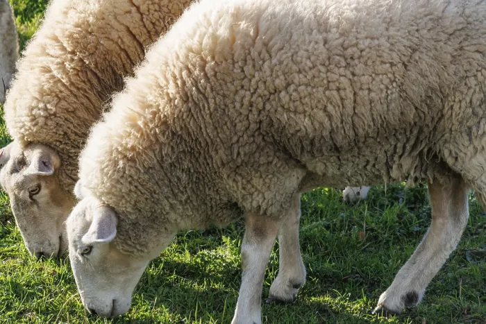 Framed Print : Two Sheep Feeding Close Together Print, Ramsdorf, Germany Framed Print : Two Sheep Feeding Close Together Print, Ramsdorf, Germany
