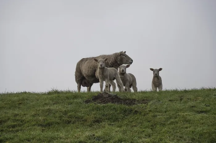 Framed Print : A Sheep with Three Lambs Print, Germany Framed Print : A Sheep with Three Lambs Print, Germany