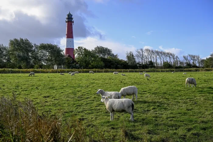 Framed Print : Sheep in front of the lighthouse, Pellworm Island Print 1906 Framed Print : Sheep in front of the lighthouse, Pellworm Island Print 1906