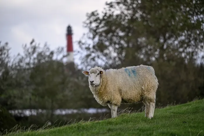 Framed Print : Sheep in front of the lighthouse, Pellworm Island Print Framed Print : Sheep in front of the lighthouse, Pellworm Island Print
