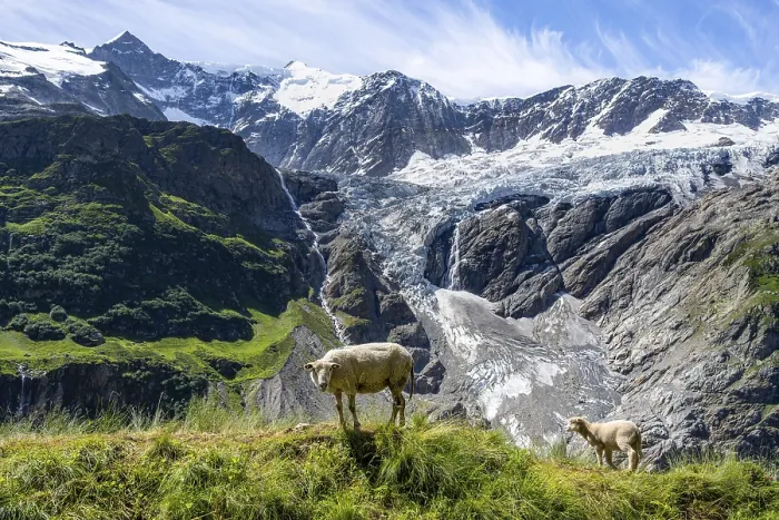 Framed Print : Print of Sheep in Alpine Panorama
