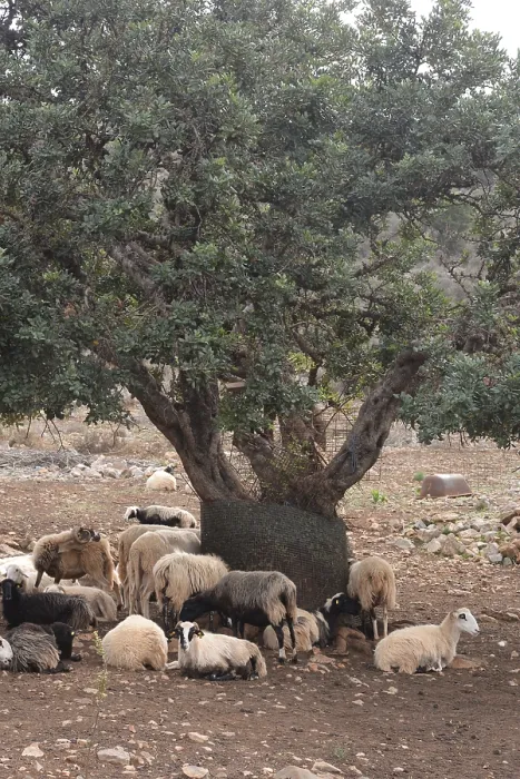 Framed Print : Sheep and Olive Tree Print, Crete Landscape