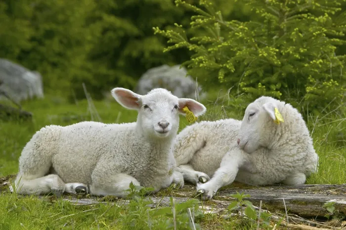Framed Print : Sheep Resting Print Framed Print : Sheep Resting Print