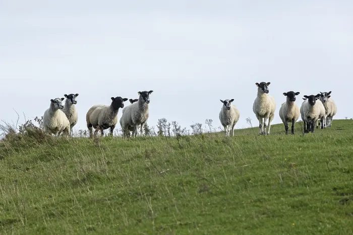 Framed Print : Sheep Print, South Downs Way at Devil's Dyke Framed Print : Sheep Print, South Downs Way at Devil's Dyke