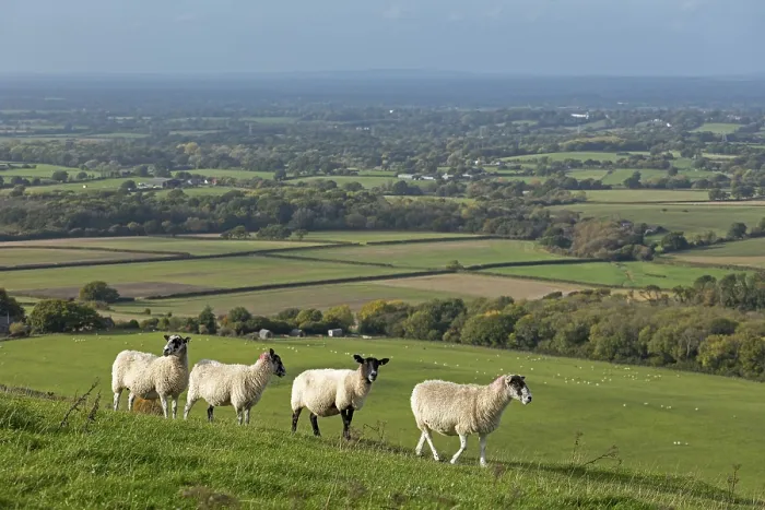Framed Print : Sheep Print, South Downs Way at Devil's Dyke Framed Print : Sheep Print, South Downs Way at Devil's Dyke