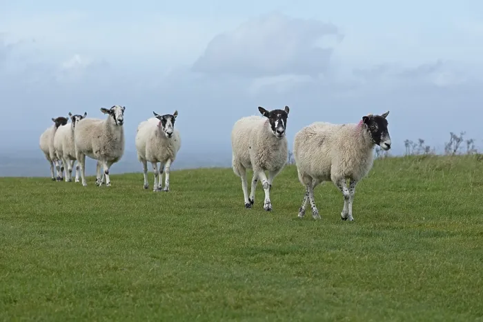 Framed Print : Sheep Print, South Downs Way at Devil's Dyke Framed Print : Sheep Print, South Downs Way at Devil's Dyke