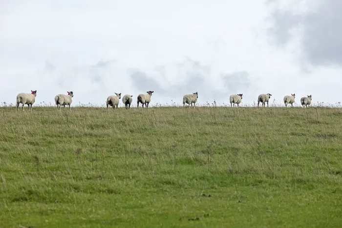 Framed Print : Sheep Print, South Downs Way at Devil's Dyke Framed Print : Sheep Print, South Downs Way at Devil's Dyke