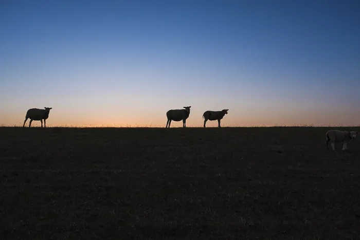Framed Print : Sheep on Dike at Sunset Print, Terschelling Netherlands Framed Print : Sheep on Dike at Sunset Print, Terschelling Netherlands