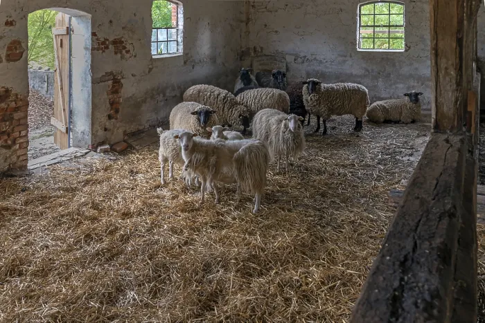 Framed Print : Soay Sheep in a Straw-Bedded Barn Print Framed Print : Soay Sheep in a Straw-Bedded Barn Print