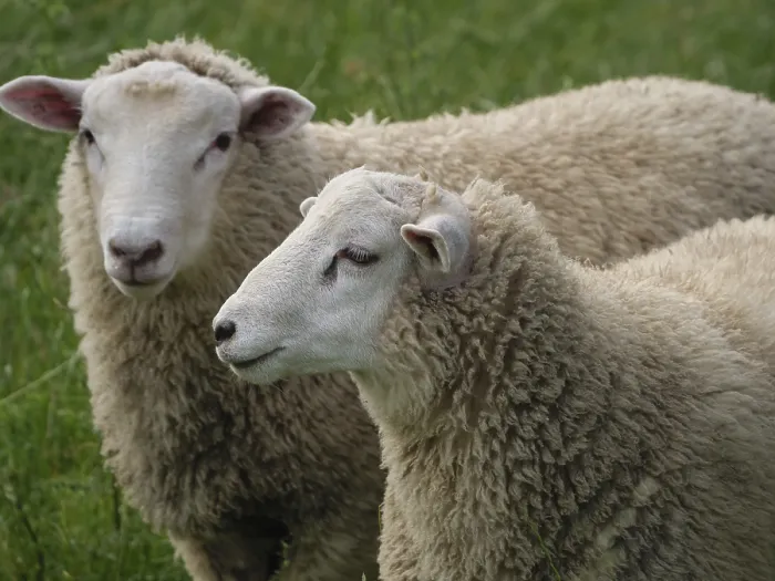 Framed Print : Two Sheep Print on Green Field Framed Print : Two Sheep Print on Green Field
