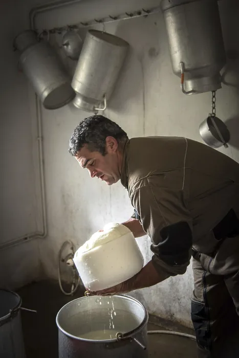 Framed Print : Shepherd Laurent Loustau Making Sheep's Cheese Print, France Framed Print : Shepherd Laurent Loustau Making Sheep's Cheese Print, France