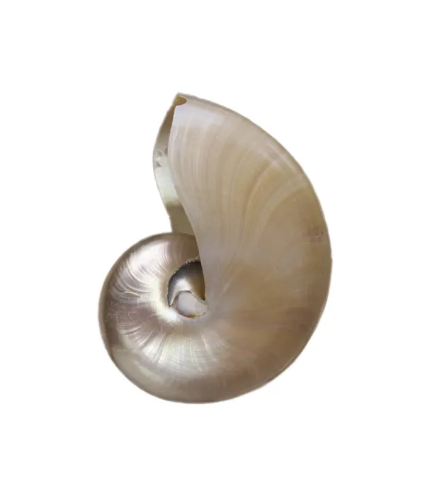 Framed Print : Shell Print by imageBROKER Framed Print : Shell Print by imageBROKER