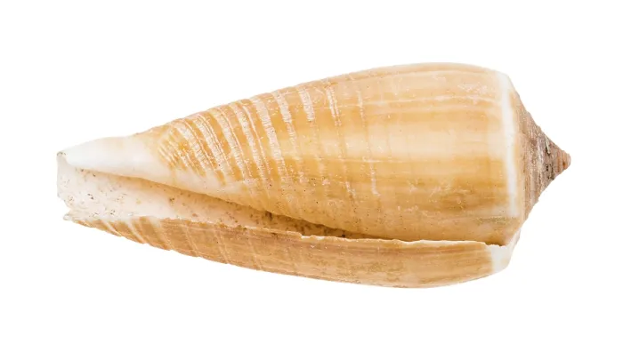 Framed Print : Empty Shell of a Cone Snail Print Framed Print : Empty Shell of a Cone Snail Print