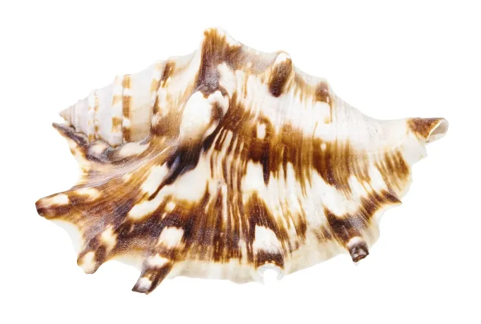 Framed Print : Muricidae Snail Shell Print against White Background Framed Print : Muricidae Snail Shell Print against White Background