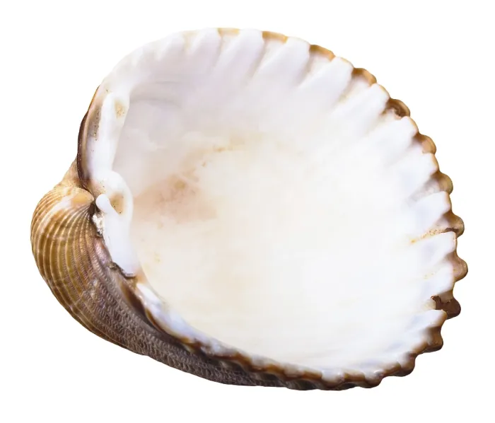 Framed Print : Empty Mussel Shell Print against White Background Framed Print : Empty Mussel Shell Print against White Background