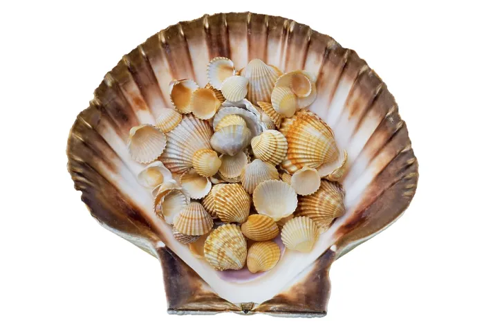 Framed Print : Shells Shells Print by ImageBROKER Framed Print : Shells Shells Print by ImageBROKER