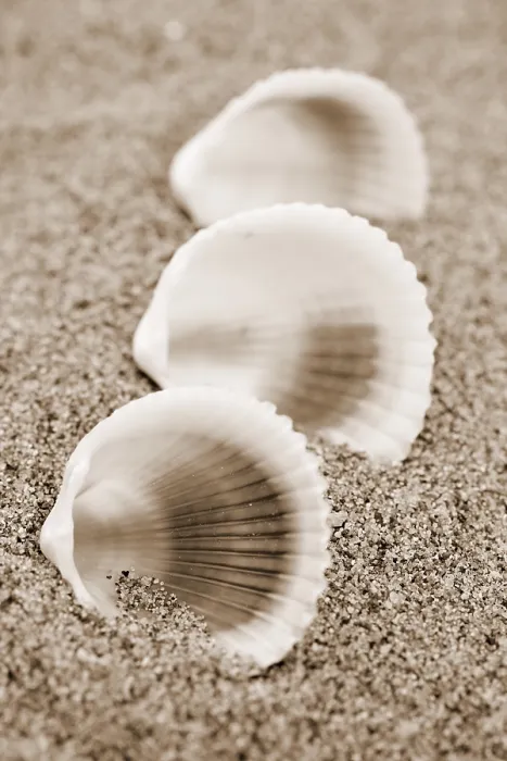 Framed Print : Shells on the Beach Print Framed Print : Shells on the Beach Print