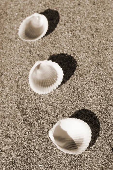 Framed Print : Shells on the Beach Print Framed Print : Shells on the Beach Print