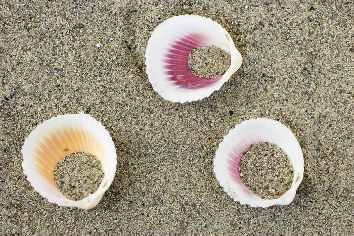 Framed Print : Shells on the Beach Print Framed Print : Shells on the Beach Print