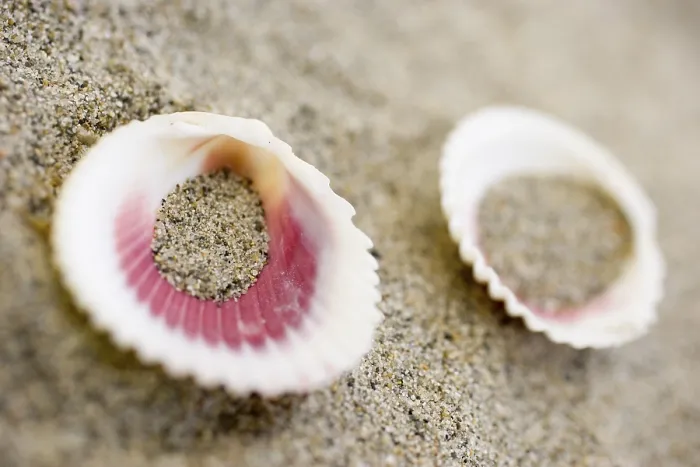 Framed Print : Shells on the Beach Print Framed Print : Shells on the Beach Print