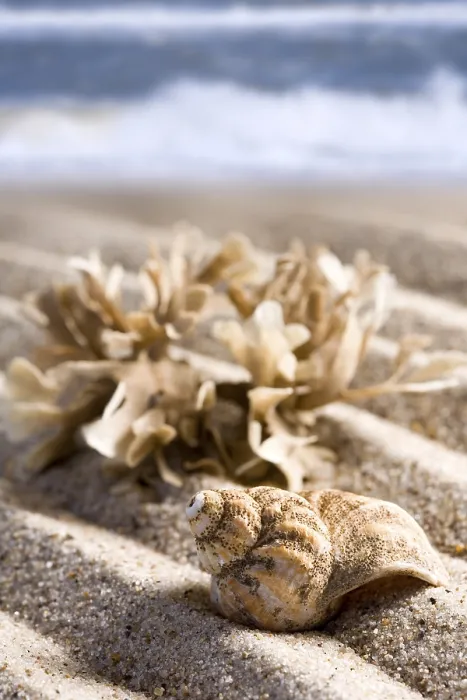 Framed Print : Shells at the Beach, Danish West Coast Print Framed Print : Shells at the Beach, Danish West Coast Print