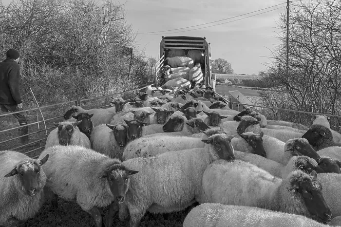 Framed Print : Shepherd Loading into Double-Decker Cattle Trailer Print