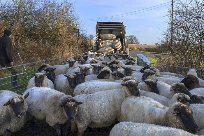 Framed Print : Shepherd Loading into Double-Decker Cattle Trailer Print Framed Print : Shepherd Loading into Double-Decker Cattle Trailer Print