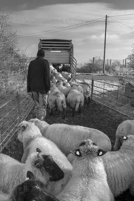 Framed Print : Shepherd Loading Sheep into Double-Decker Trailer Print, Germany Framed Print : Shepherd Loading Sheep into Double-Decker Trailer Print, Germany
