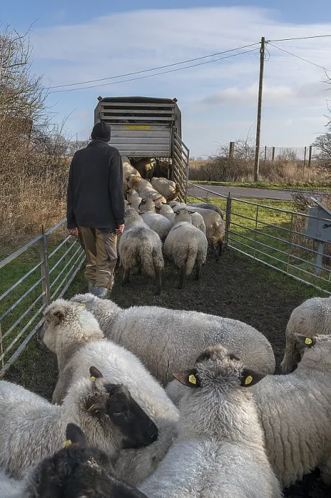 Framed Print : Shepherd Loading Sheep into Double-Decker Trailer Print Framed Print : Shepherd Loading Sheep into Double-Decker Trailer Print